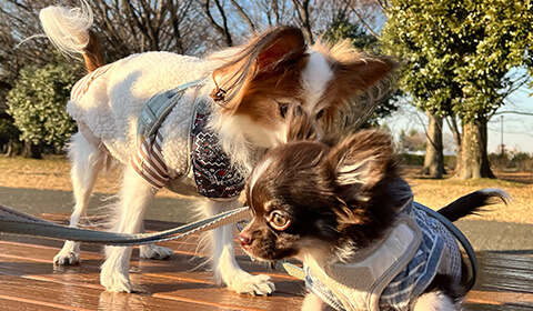 知らない人、他の動物が苦手